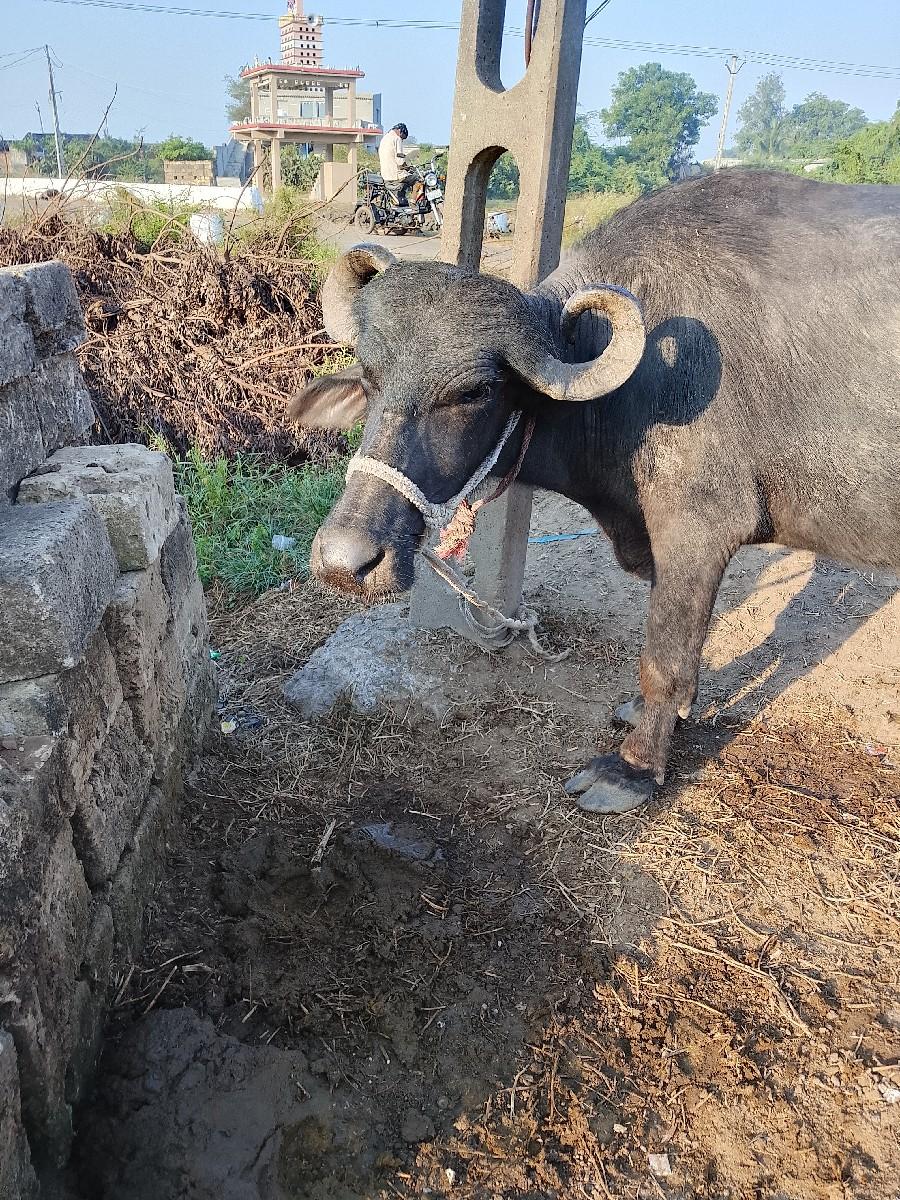 થંબનેલ 2