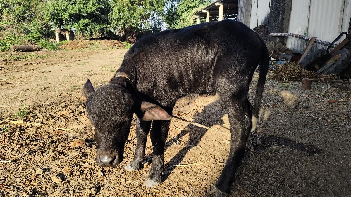 પાડો દેવાનો છે
