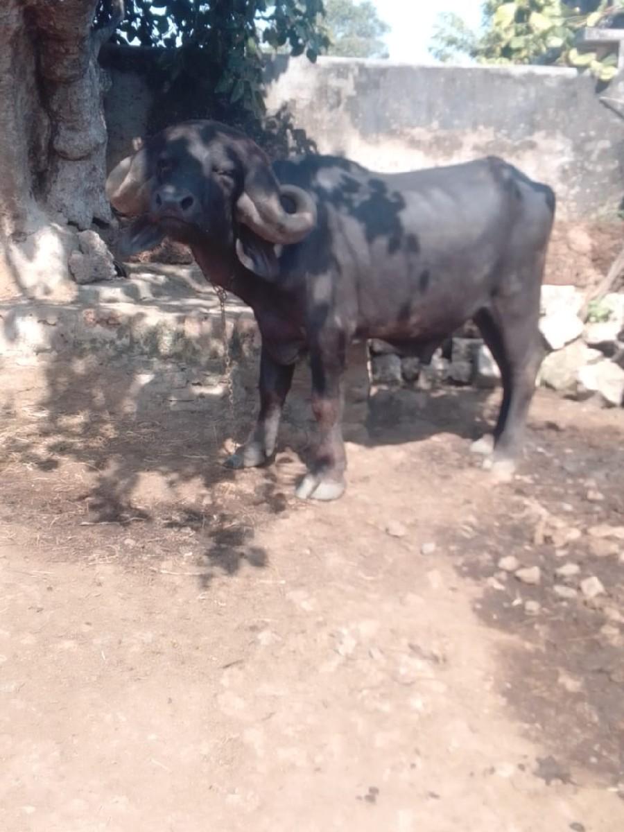 થંબનેલ 2