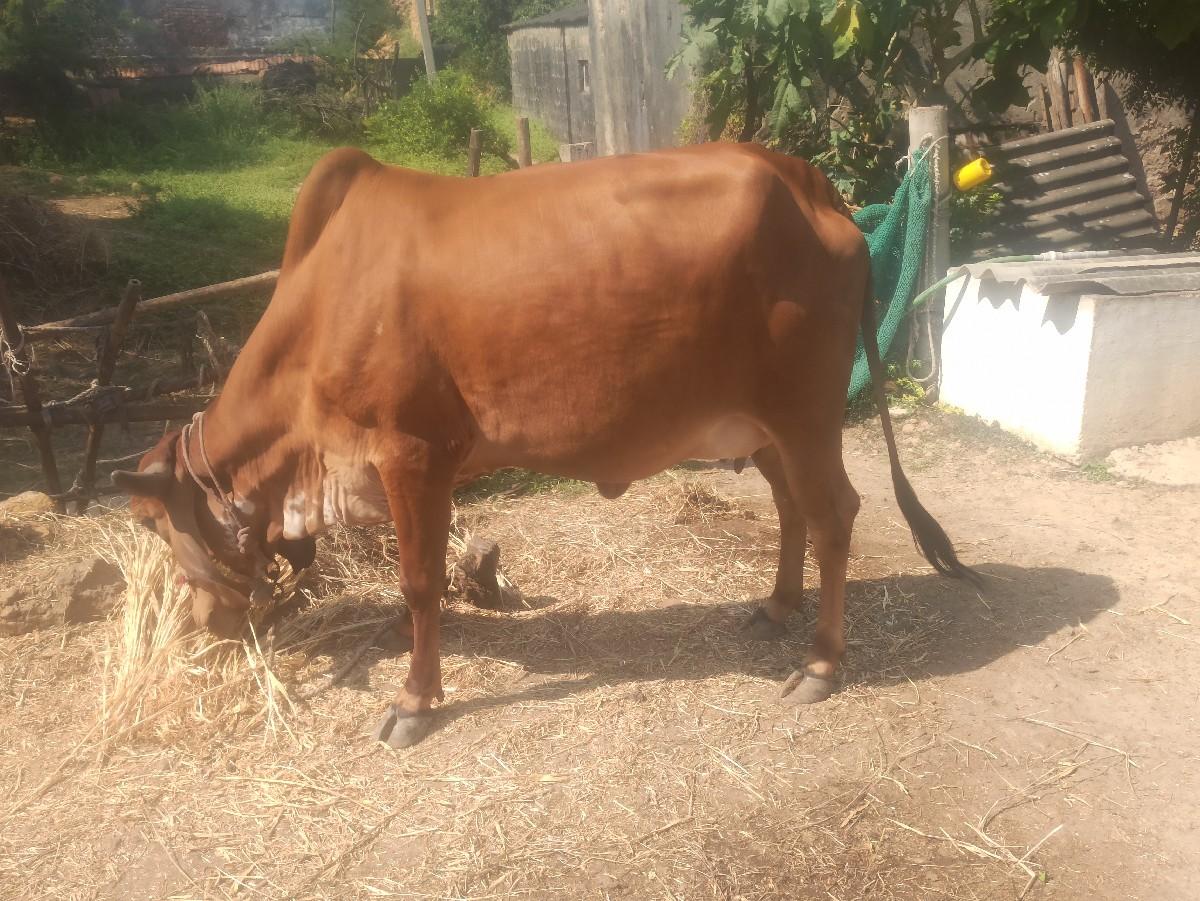 થંબનેલ 3