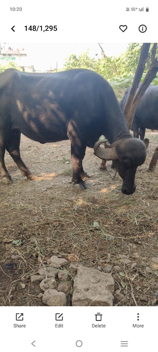 જાફરાબાદી પેલું વેતર 2 દિવસ ની