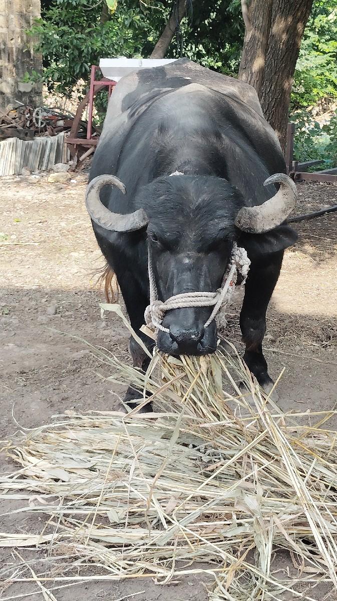 થંબનેલ 3