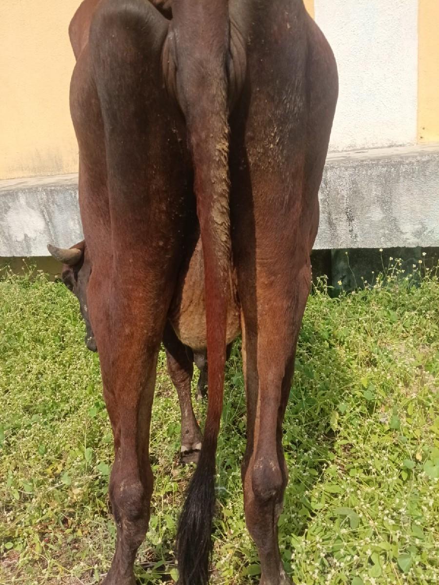 15 દીવશ ની કાચી છે