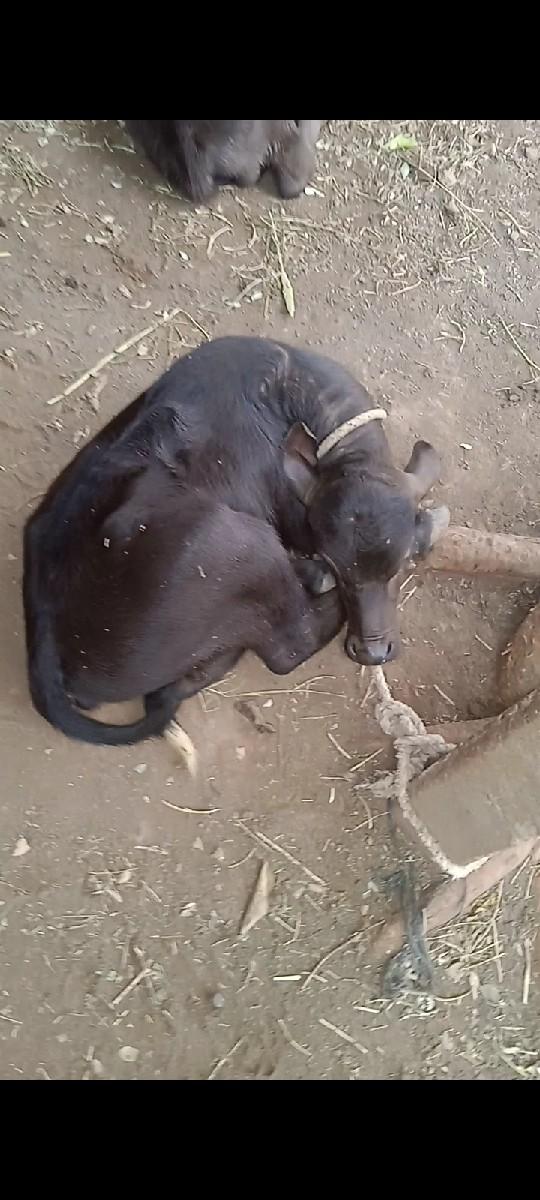 ભેસ વેચવાની છે