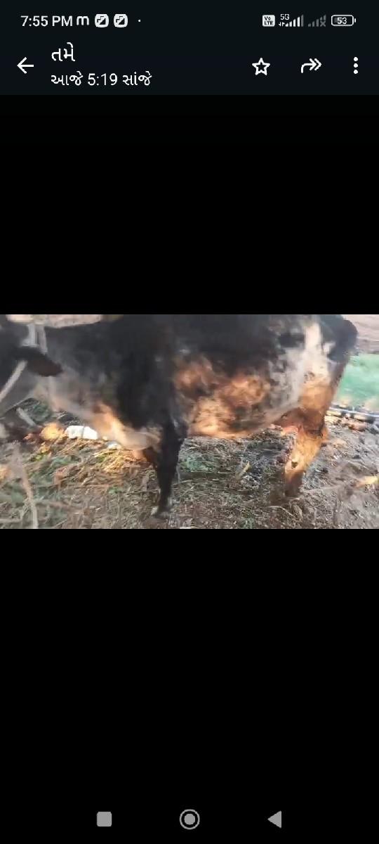 થંબનેલ 2