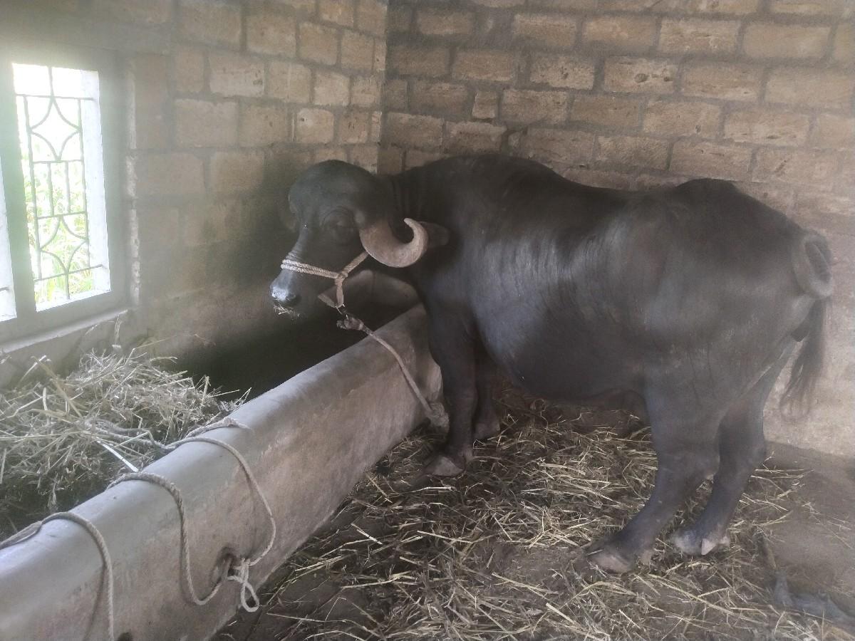 થંબનેલ 2