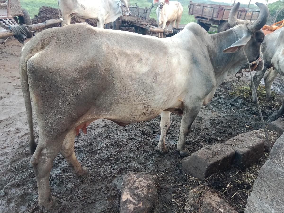 થંબનેલ 3