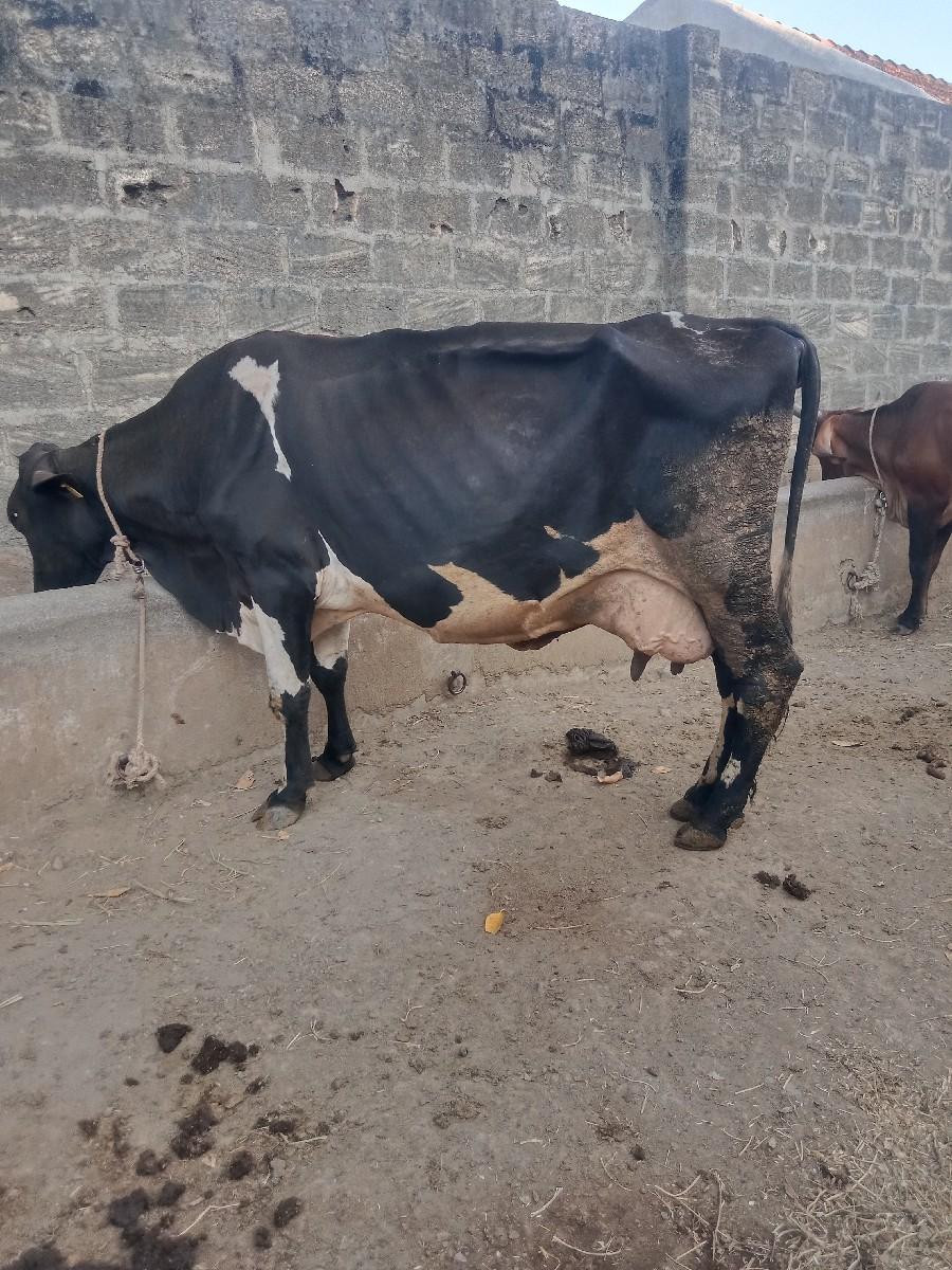 થંબનેલ 3