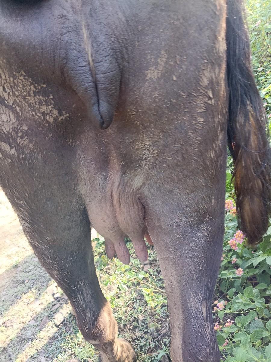 વેચવાની