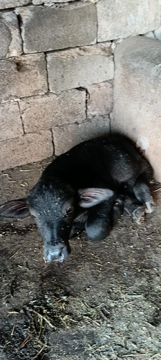 થંબનેલ 2