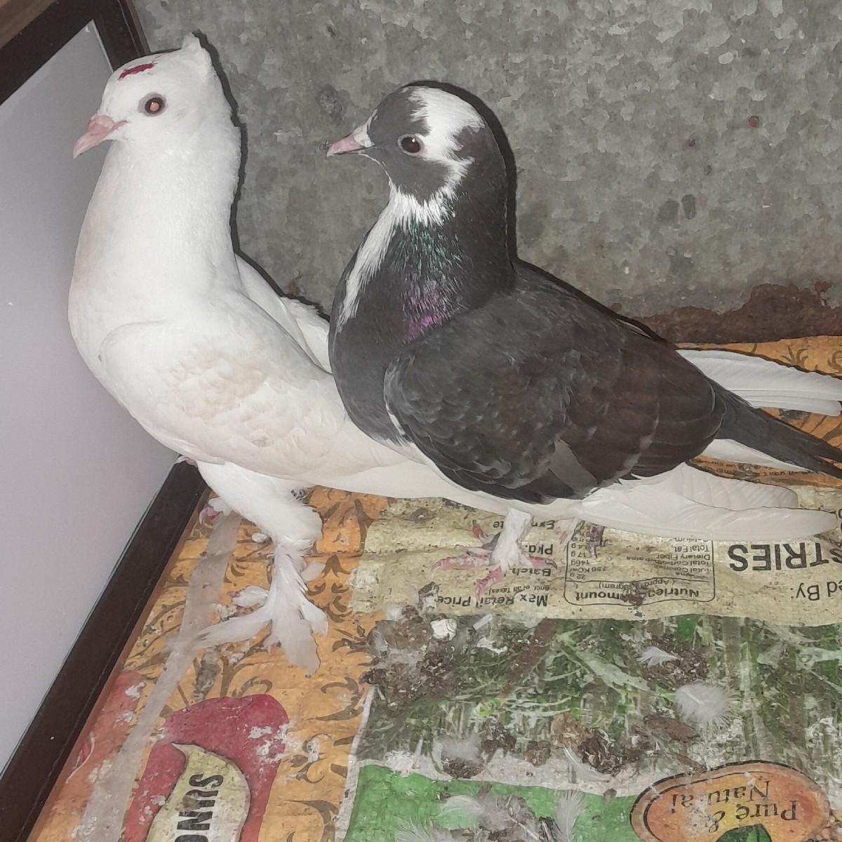 કબુતર વેસવાનાછે