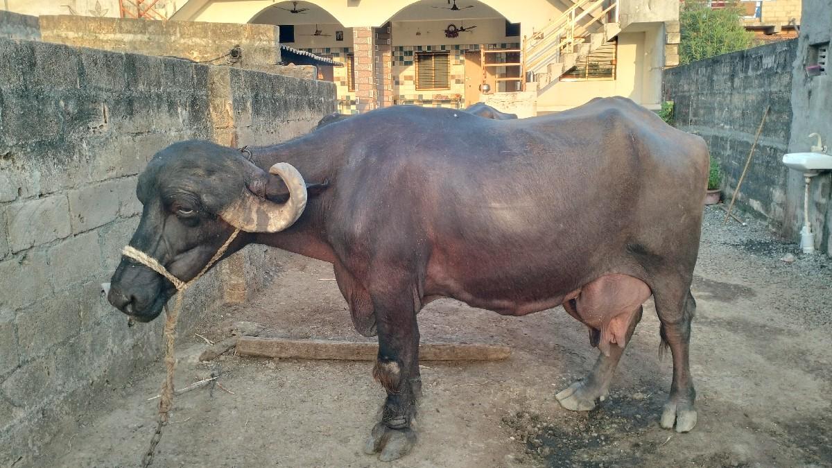 થંબનેલ 3