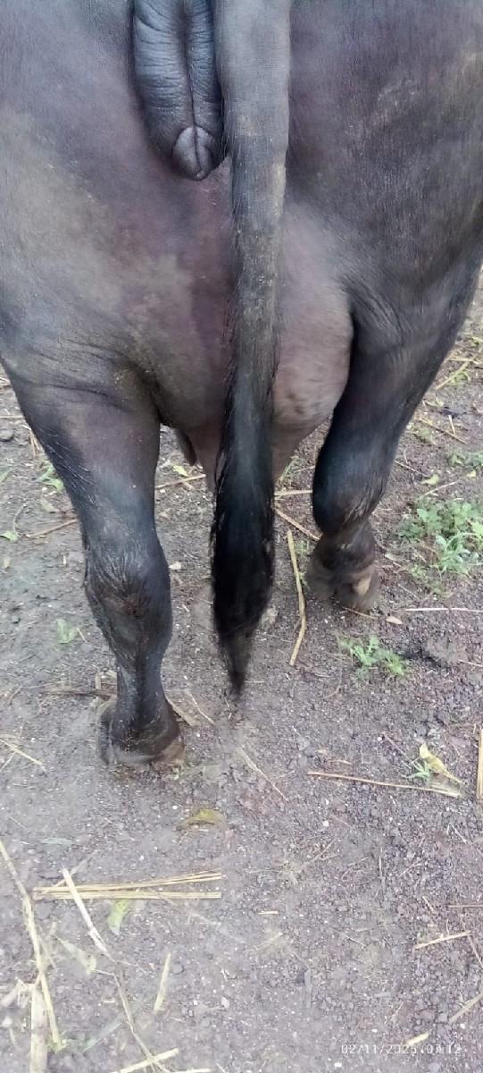 ભેંસ વેચવાની છે