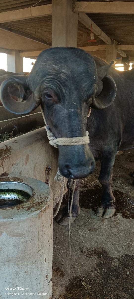 ભેંસ 3 વેતર વ્યાસે