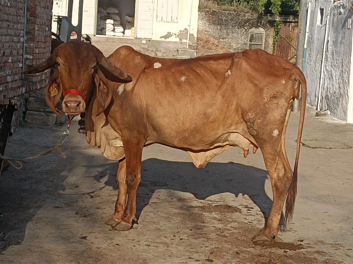 ઓરિગ્નલ સોન કપિલા ગાય વેચવાની છે.