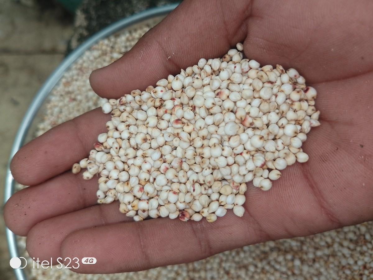 નાથાભાઈ    8128872864