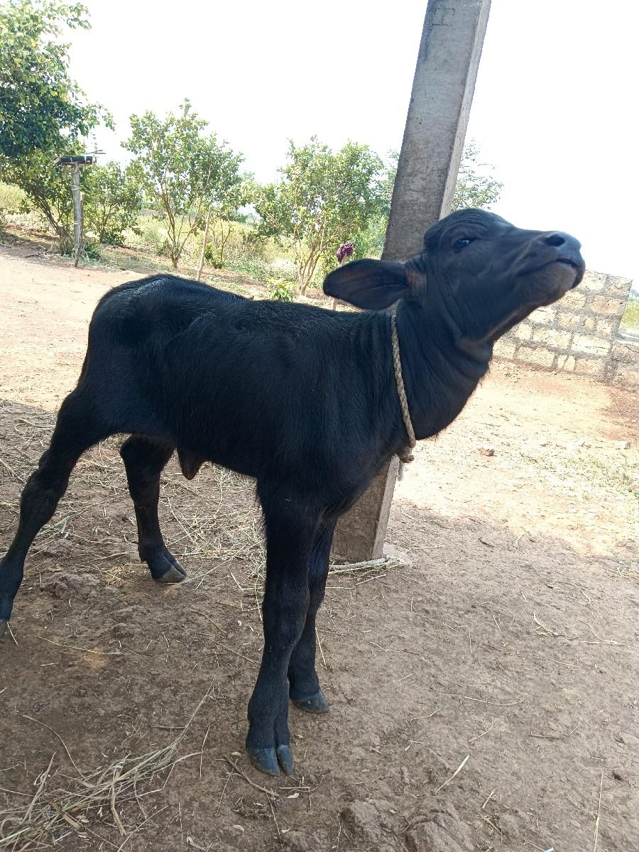 થંબનેલ 2