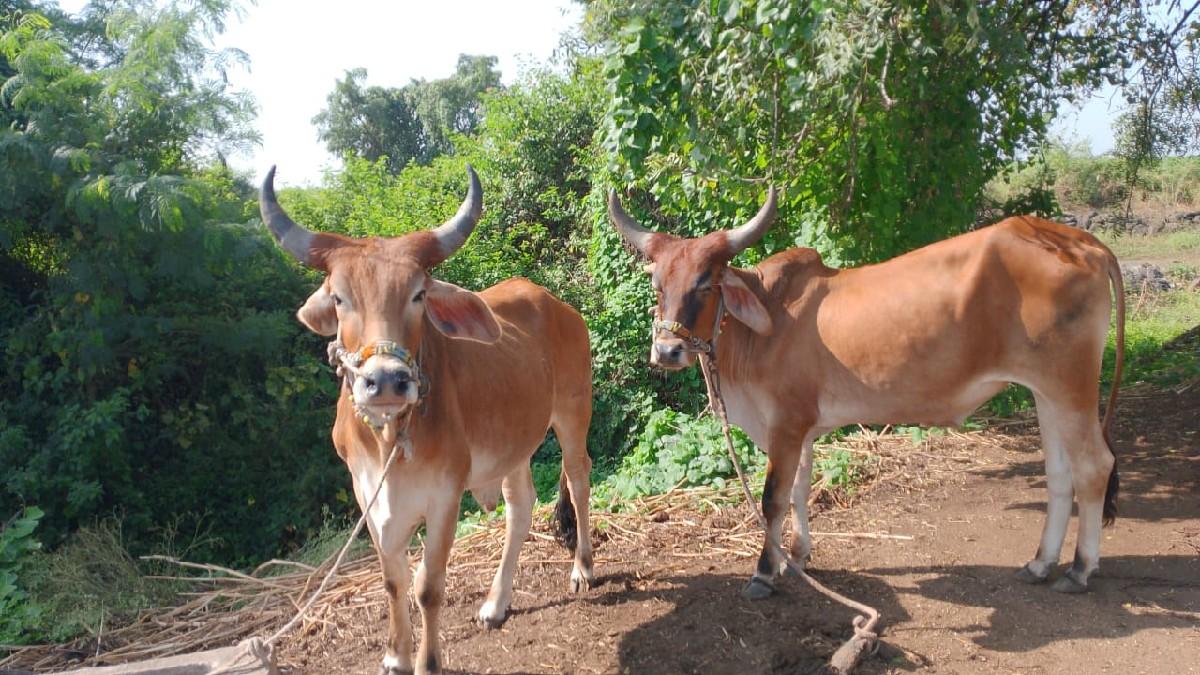 વેચવા ના સે