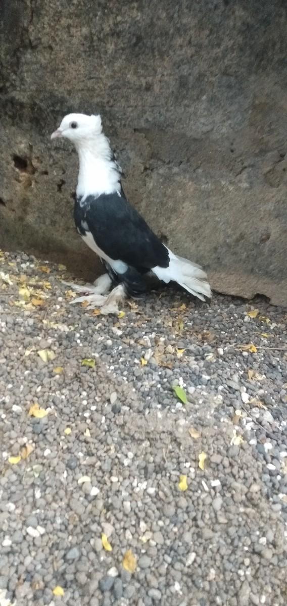 થંબનેલ 2