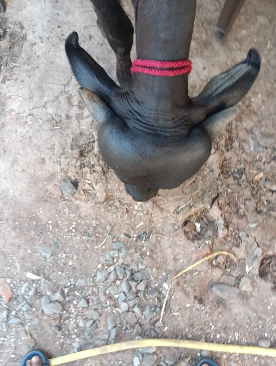 ટોપલી પાડી વેચવાની છે