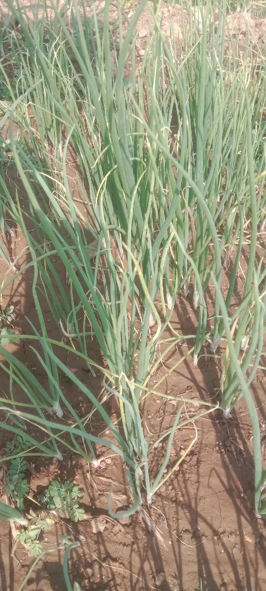 ડુંગળીનો રોપ વેચવાનો છે પીળી પતિ