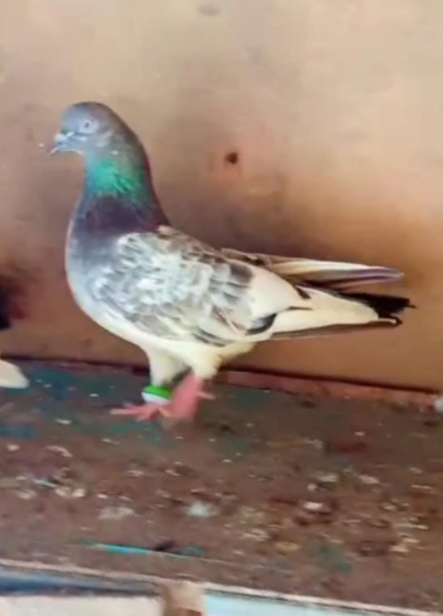 મારવાડ કબોતર  જોતો વેચવા નો છે