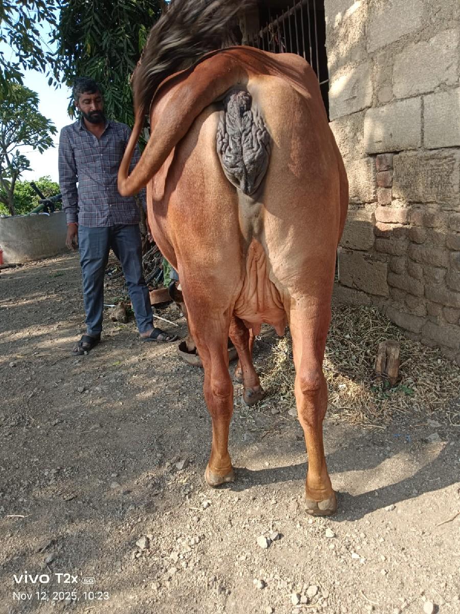 થંબનેલ 2