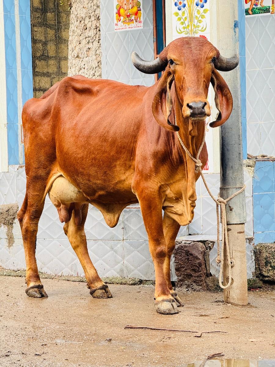 થંબનેલ 3