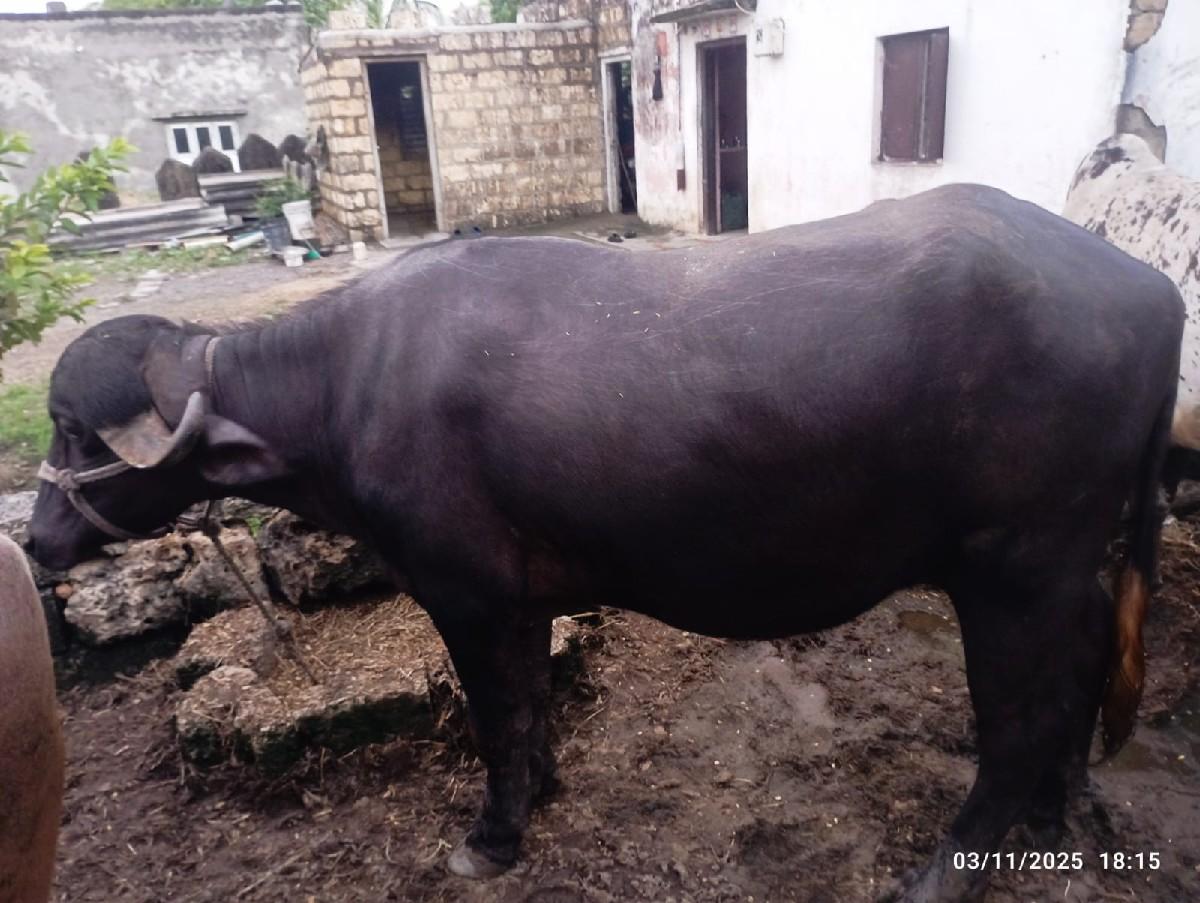 ખડાય વેચવાની છે