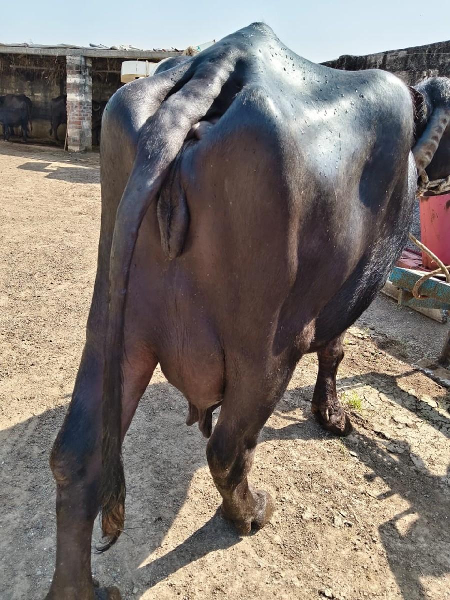 ભેશ વેચવાની છે ત્રીજા વેતરની