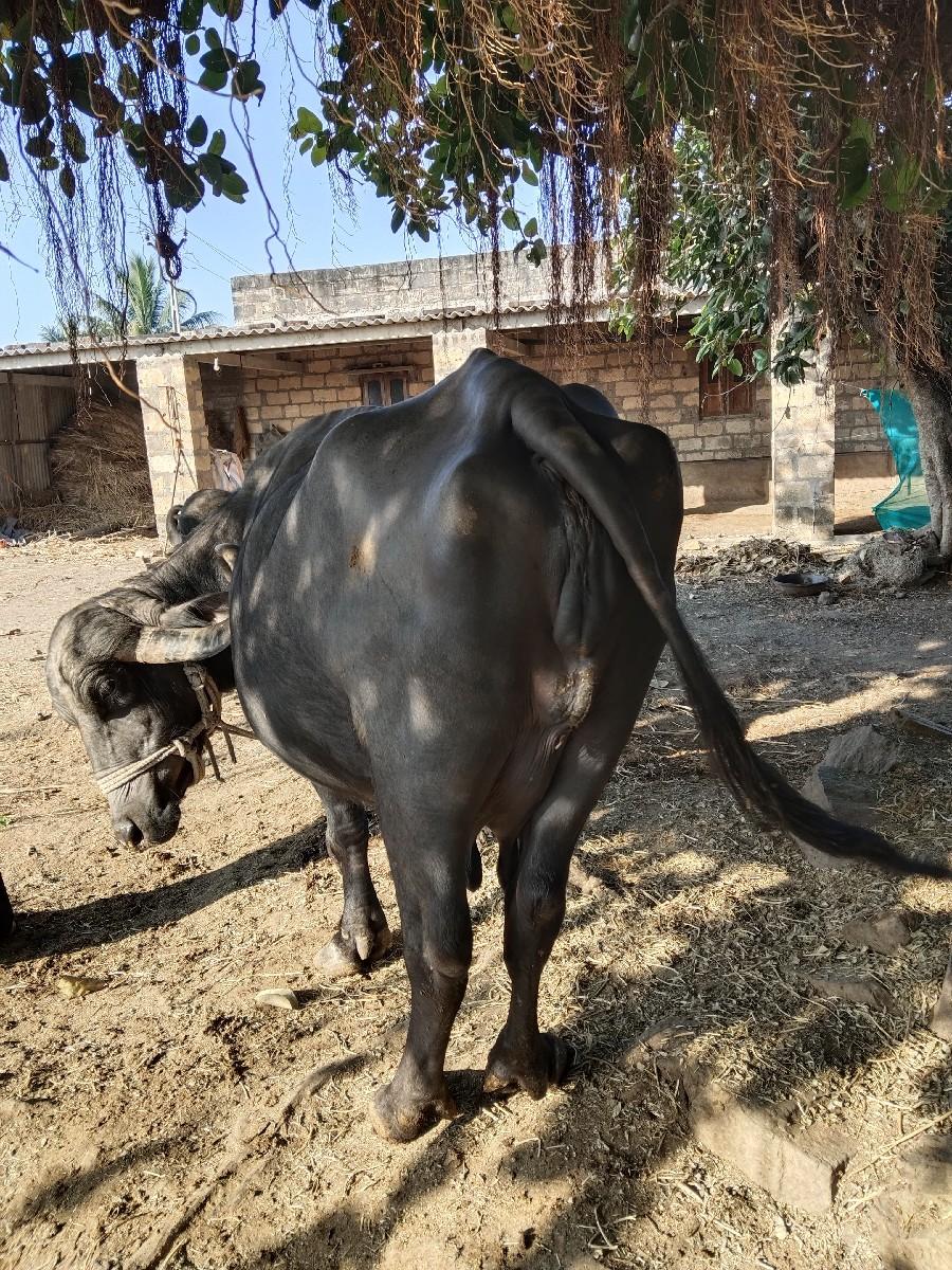 થંબનેલ 3