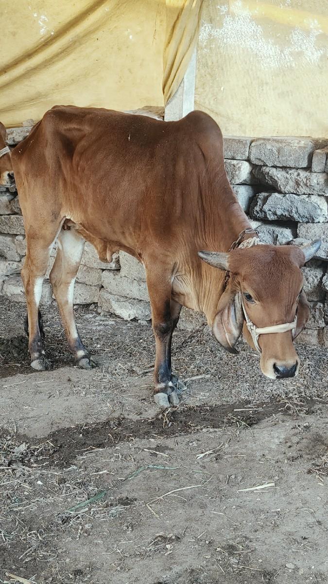 થંબનેલ 3