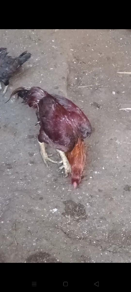 થંબનેલ 3