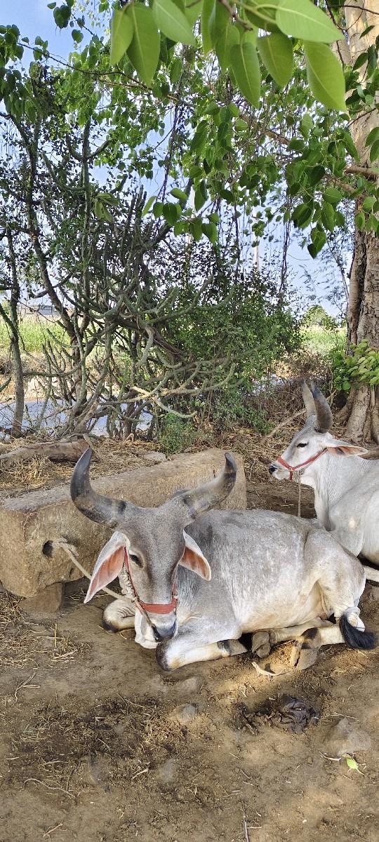 બળદ વેચવાના છે