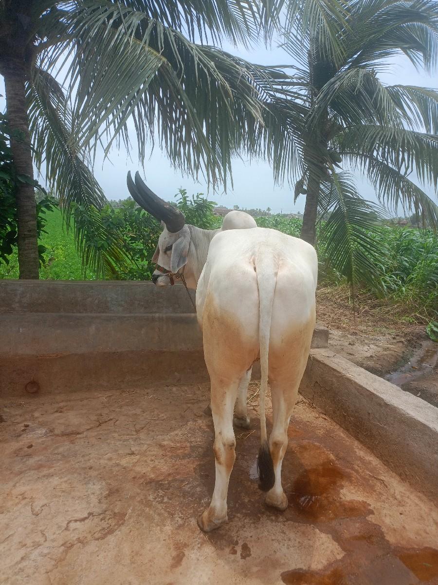 godhalo veshvano che