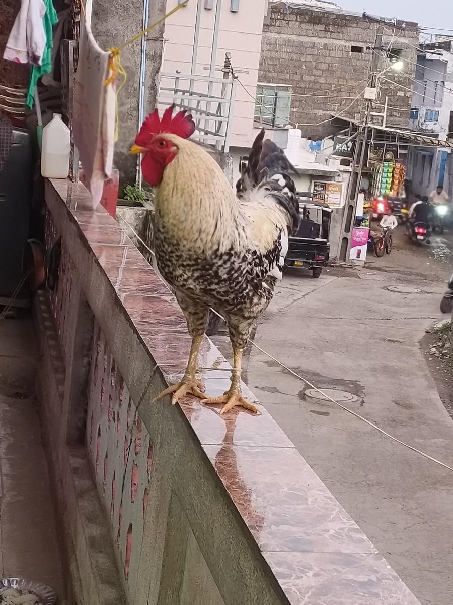 થંબનેલ 2