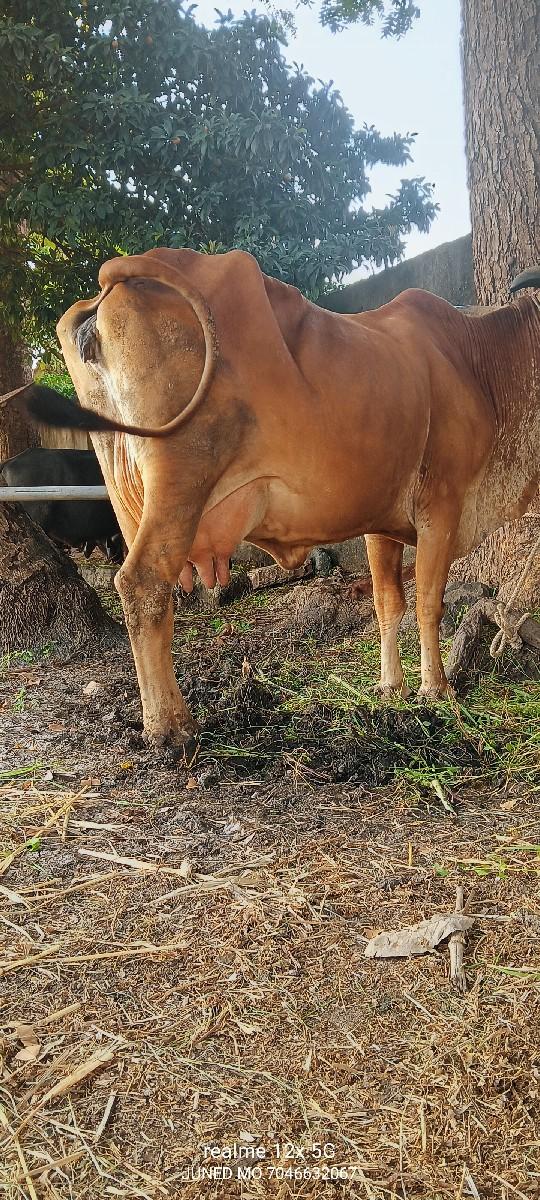 થંબનેલ 5