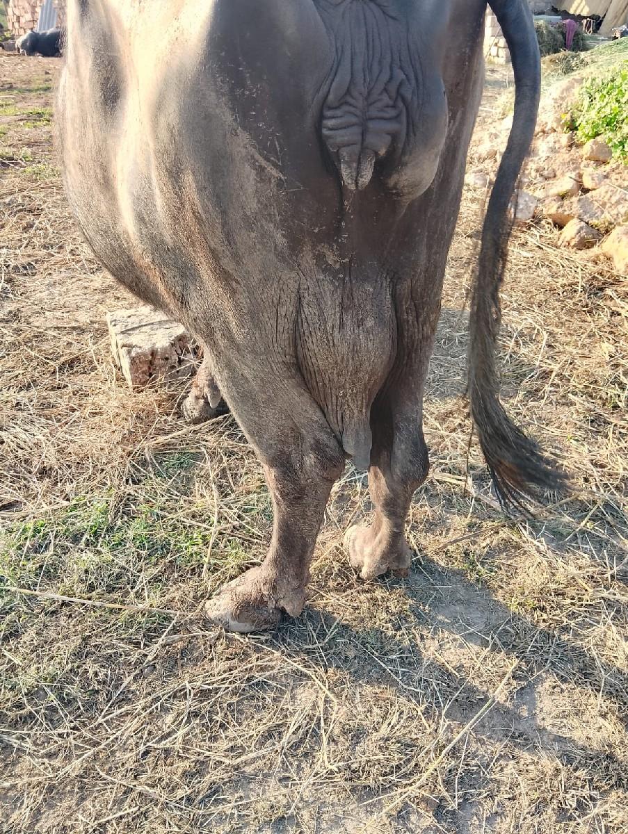 થંબનેલ 3