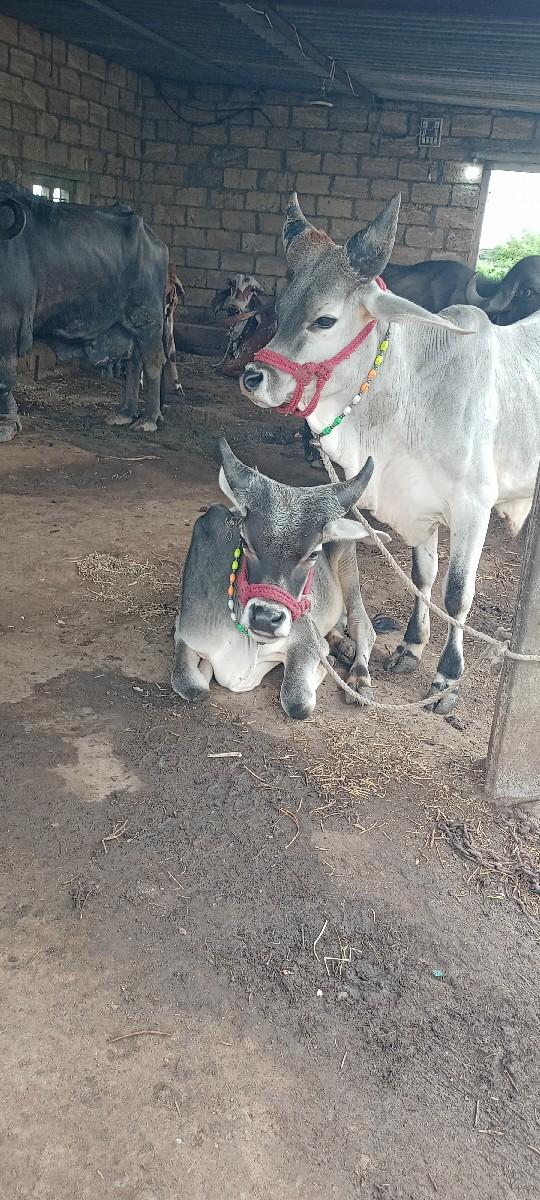 થંબનેલ 3