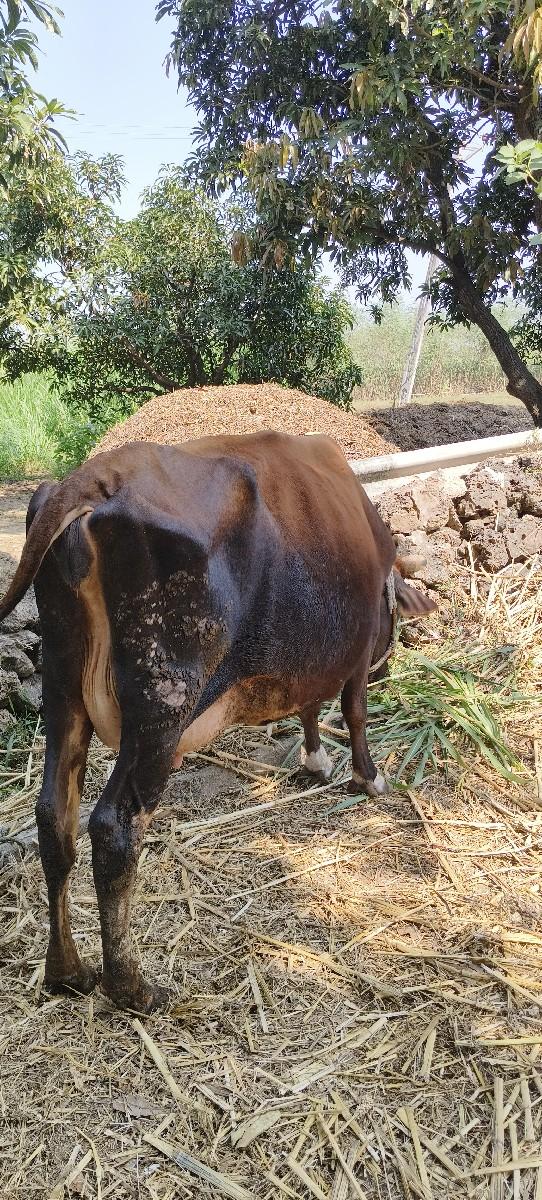 થંબનેલ 3