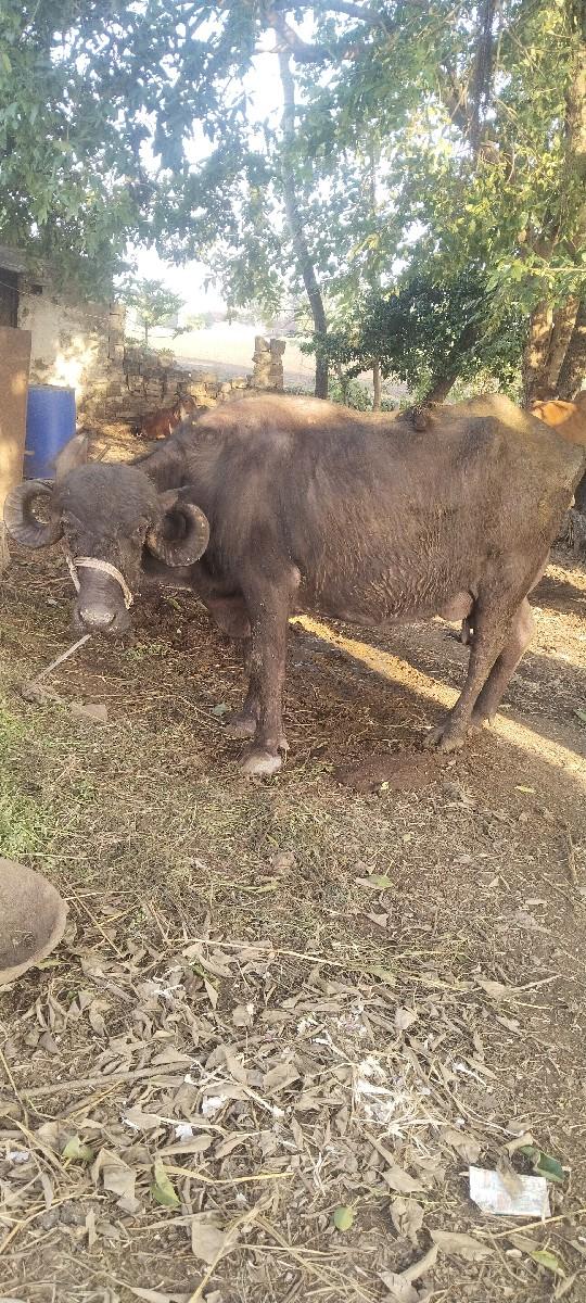 થંબનેલ 2