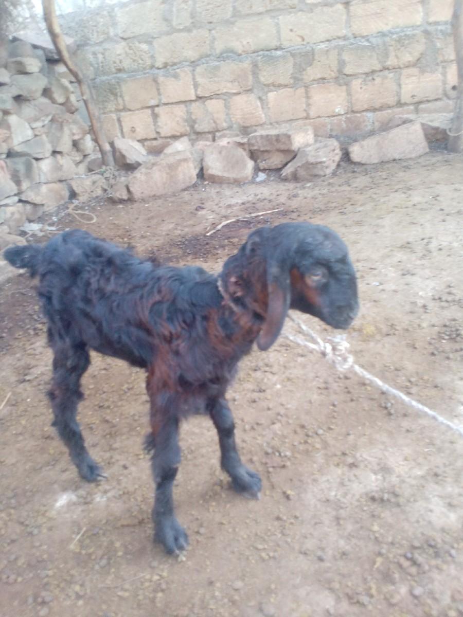 થંબનેલ 3