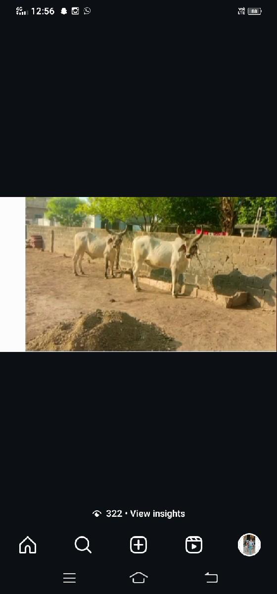 ગોધલાની જોડ વેચવાની છે