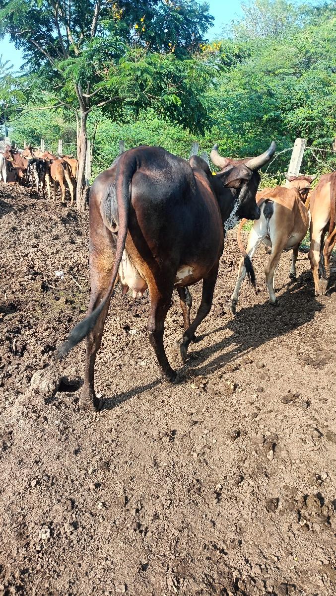 થંબનેલ 4