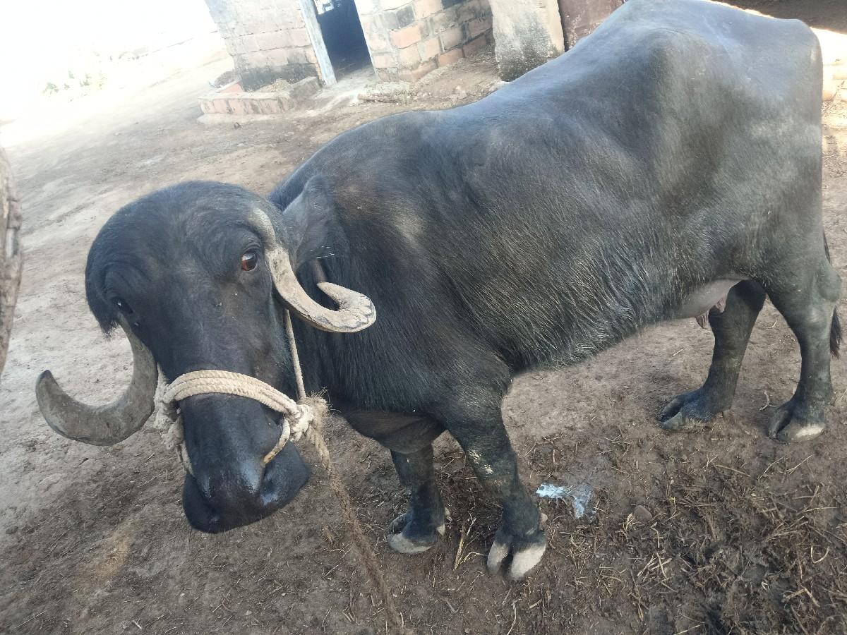 થંબનેલ 3