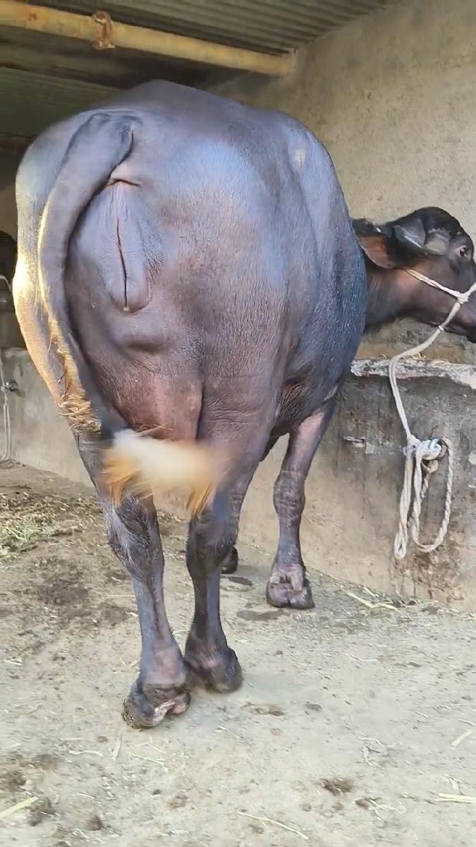 થંબનેલ 5