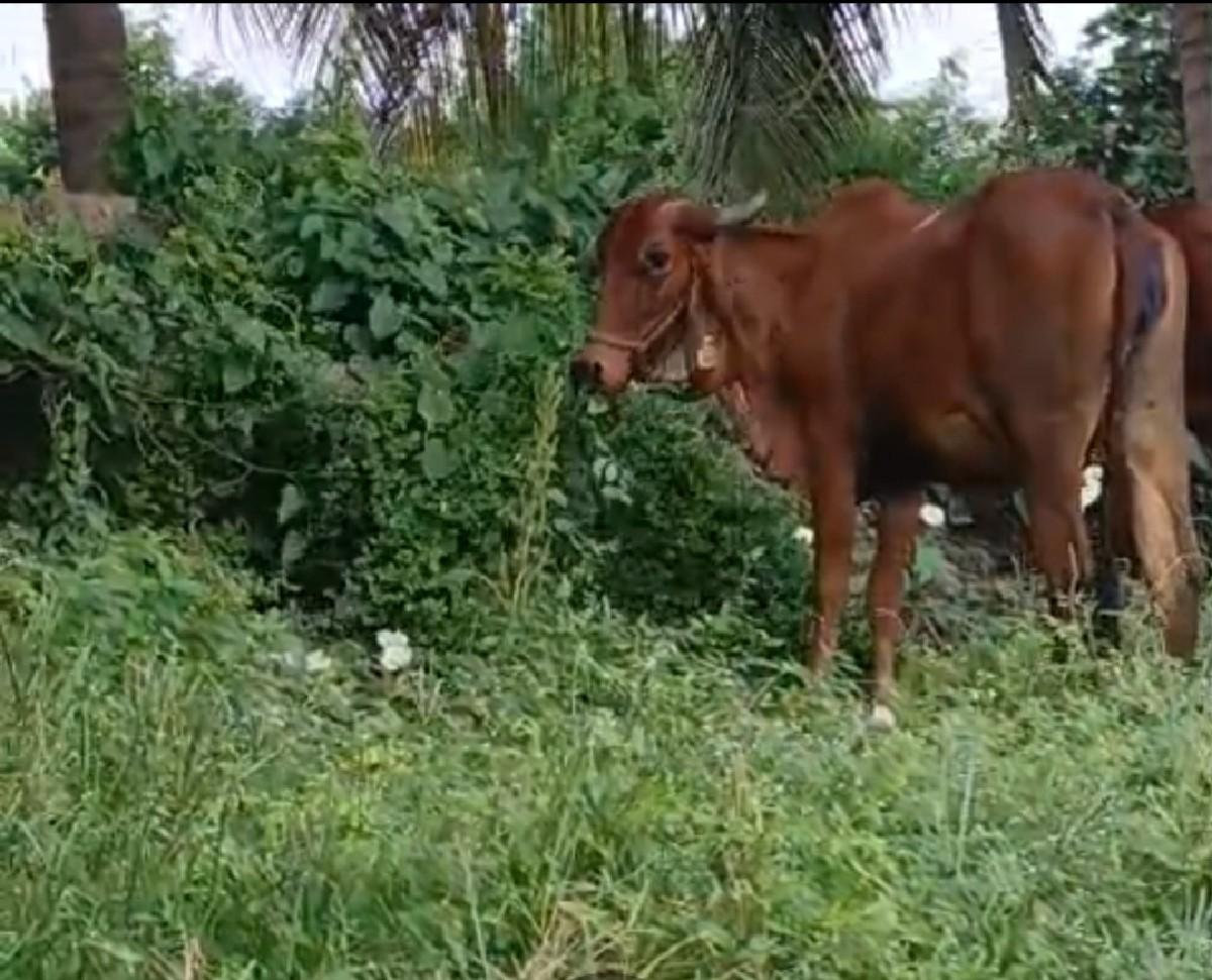 થંબનેલ 2