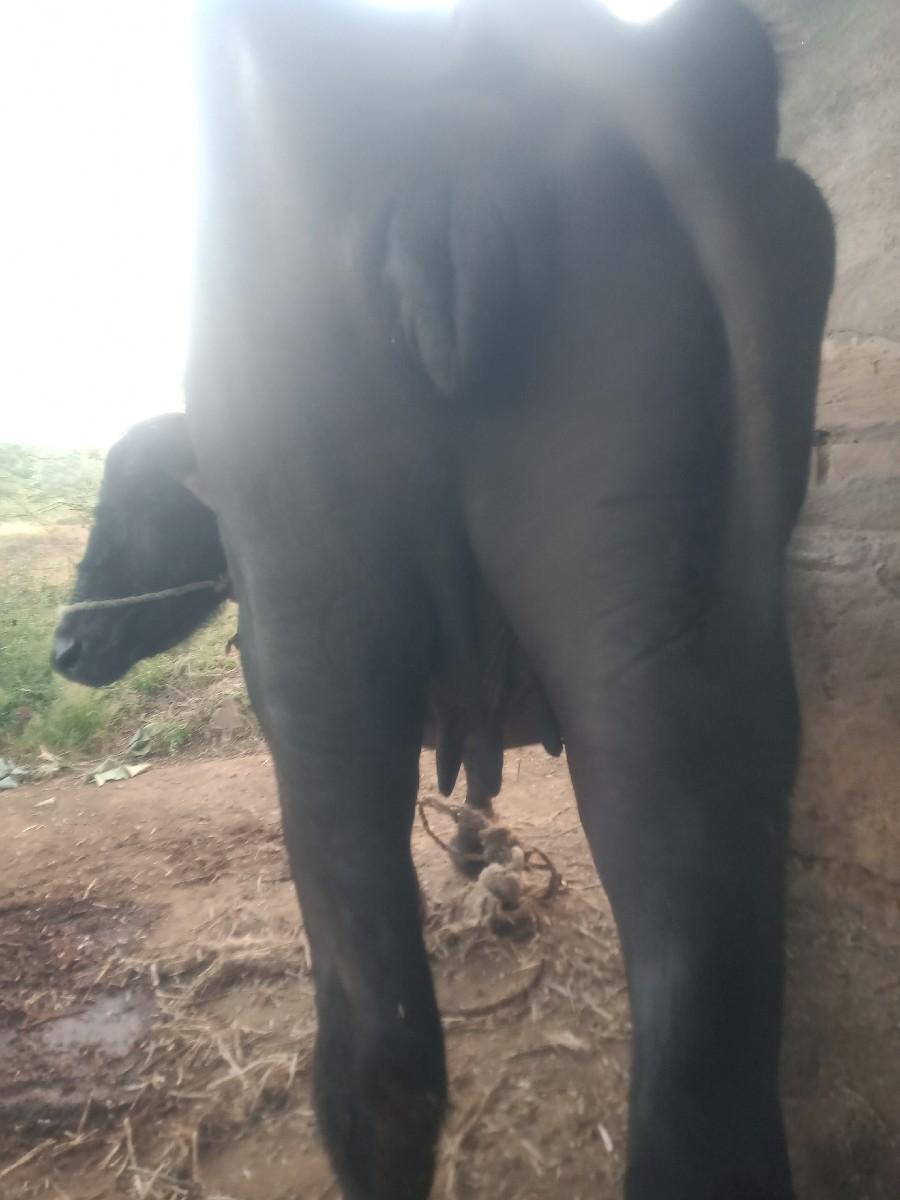 ભેશ વેચ વાની છે