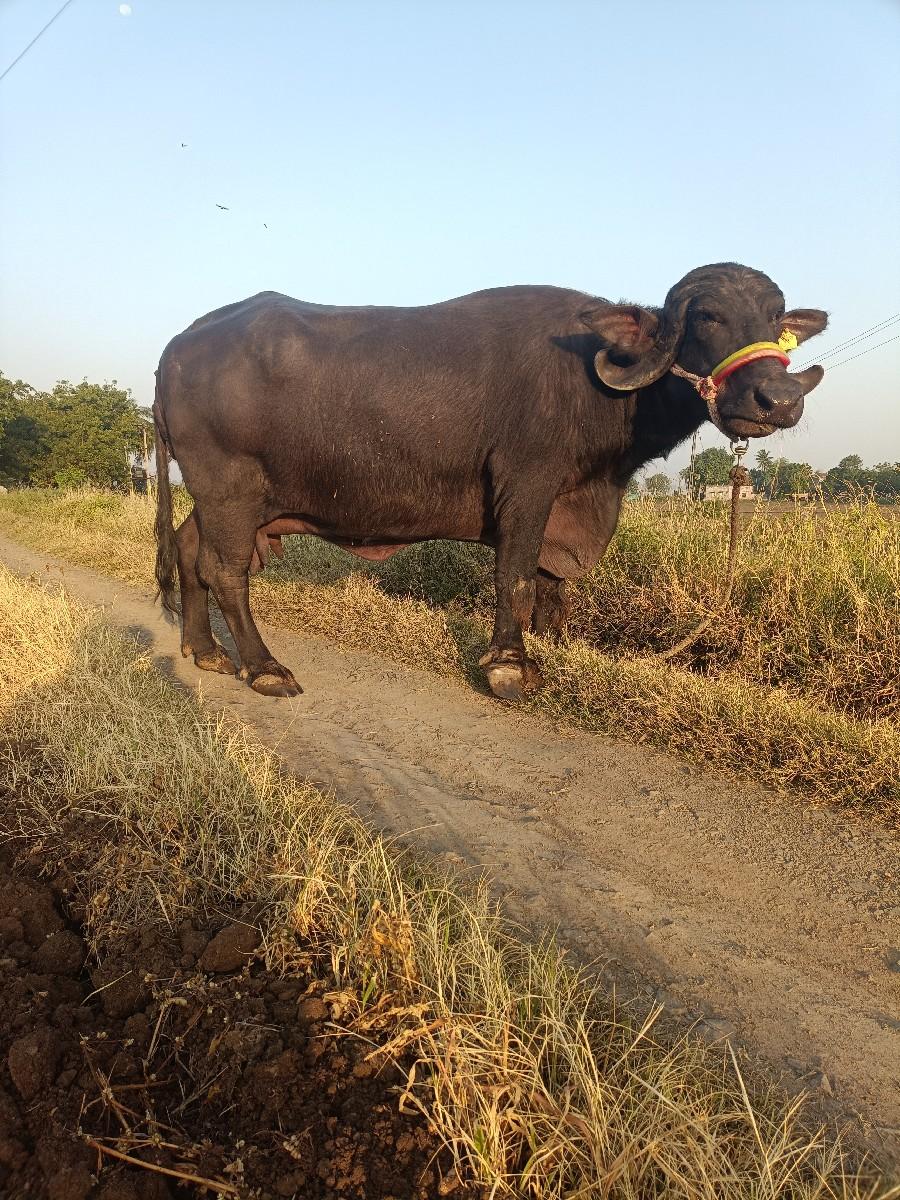 ભેંસ વેચવાની છે.વેતર.2.જુ