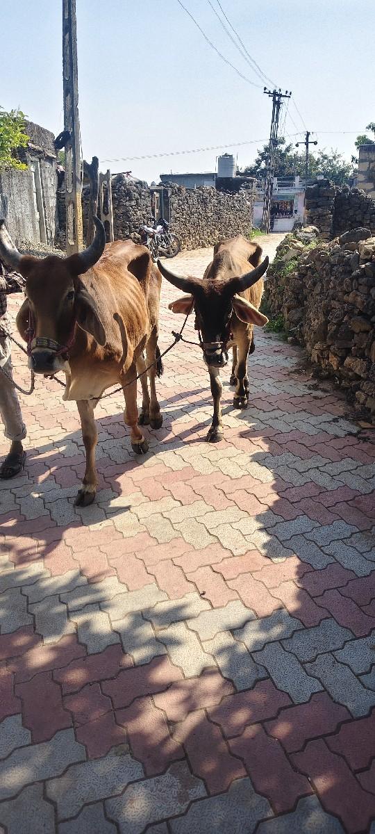 થંબનેલ 3